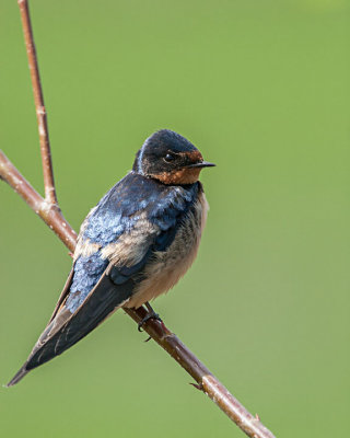 Barn Swallow