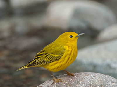 Yellow Warbler