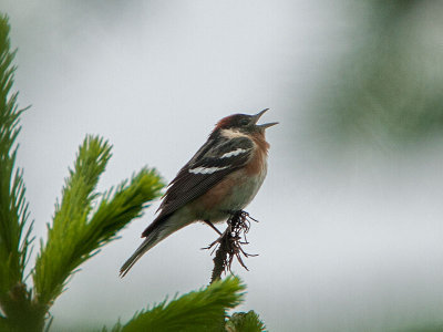 Bay-breasted Warbler