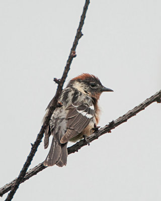 Bay-breasted Warbler