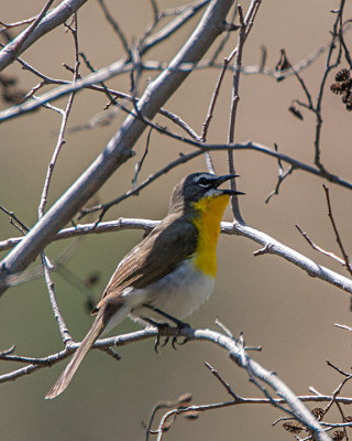 Yellow-breasted Chat