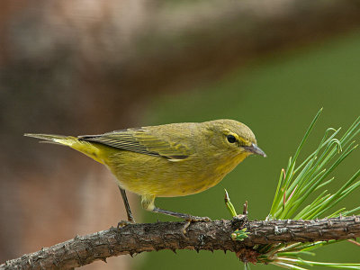 Orange-crowned Warbler