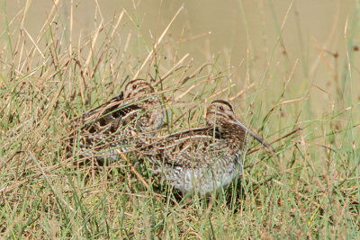 Wilson's Snipe