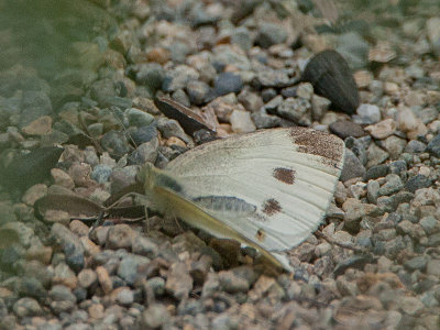 4197 Cabbage White (Pieris rapae)