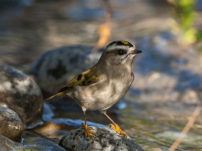 Golden-crowned Kinglet