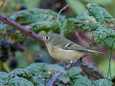 Ruby-crowned Kinglet