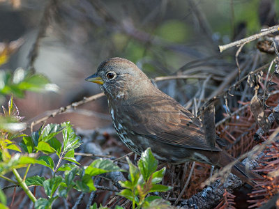Fox Sparrow