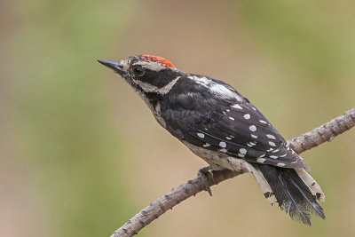 Downy Woodpecker juvenile