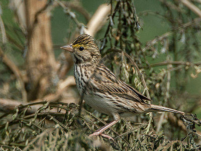 Savannah Sparrow