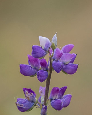 Small-flower Lupine