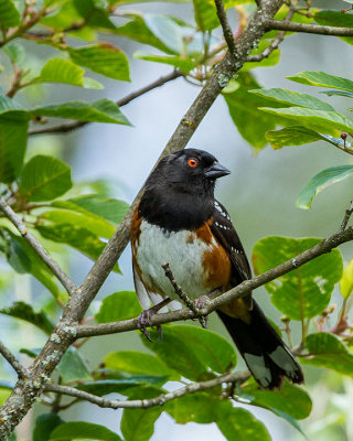 Spotted Towhee