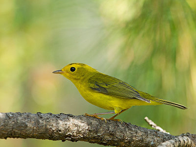 Wilson's Warbler female