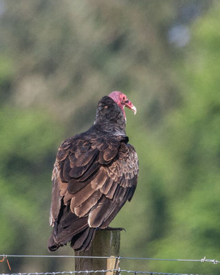Politicians (Vultures)