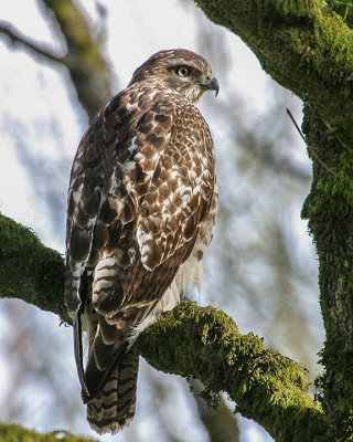 Red-tailed Hawk