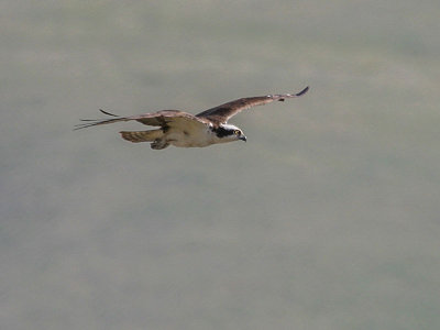 Osprey