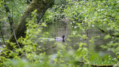 Duck on Wooded Pond