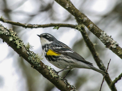 Yellow-rumped 'Myrtle'  Warbler
