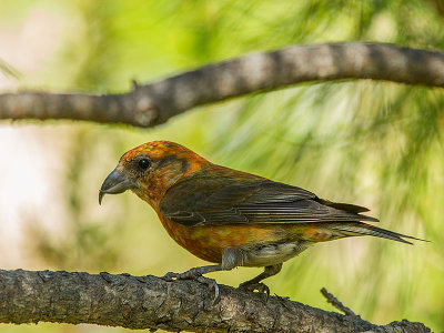 Red Crossbill