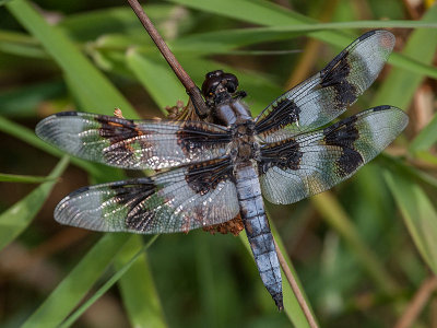 Eight-spotted Skimmer