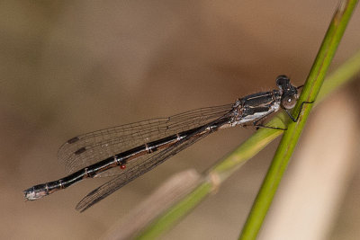 Spotted Spreadwing female
