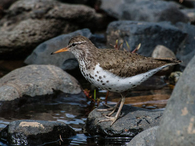 Spotted Sandpiper