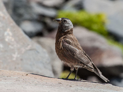 Gray-crowned Rosy Finch