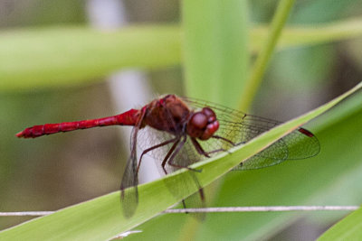 Autumn Meadowhawk