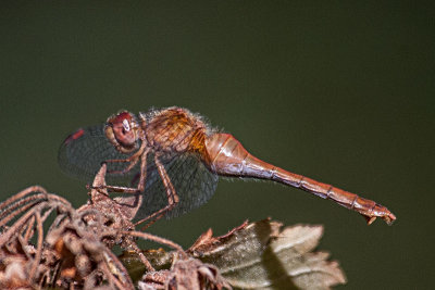 Autumn Meadowhawk female