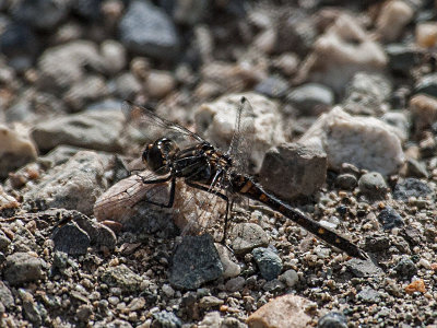 Black Meadowhawk