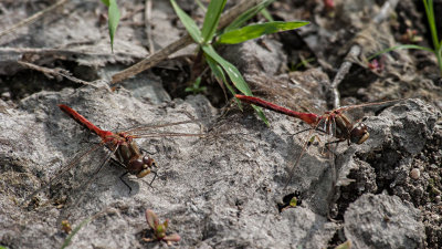 Striped Meadowhawk