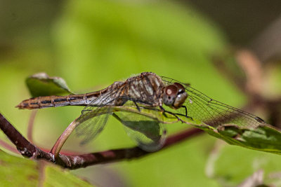 Striped Meadowhawk female