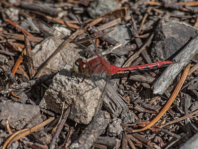 White-faced Meadowhawk