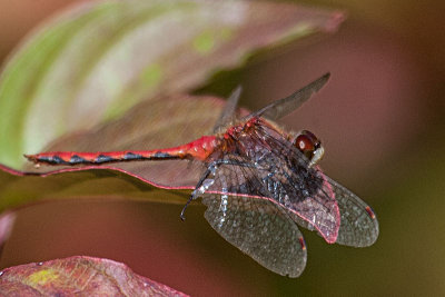 White-faced Meadowhawks