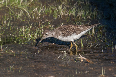 Solitary Sandpiper
