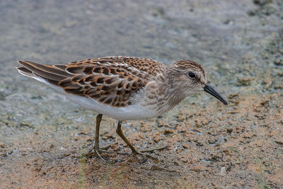 Least Sandpiper