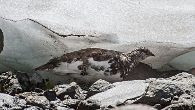 White-tailed Ptarmigan