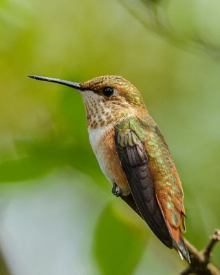 Rufous Hummingbird juvenile