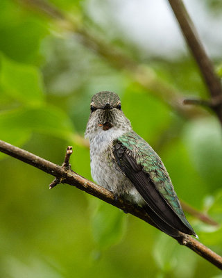 Anna's Hummingbird juvenile