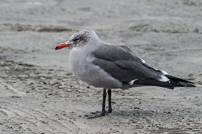 Heermann's Gull