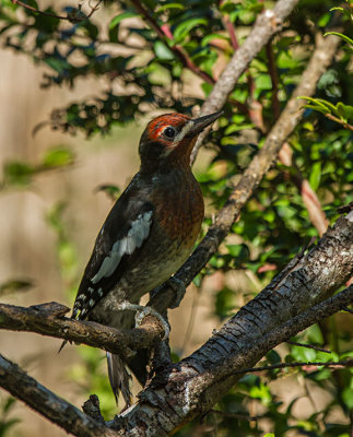 Red-breasted Sapsucker juvenile