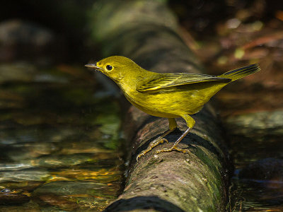 Yellow Warbler