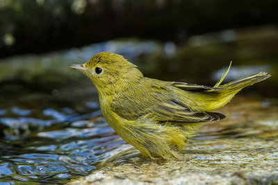 Yellow Warbler