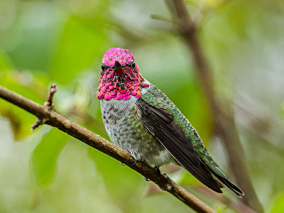 Anna's Hummingbird