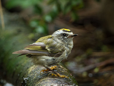 Golden-crowned Kinglet juvenile