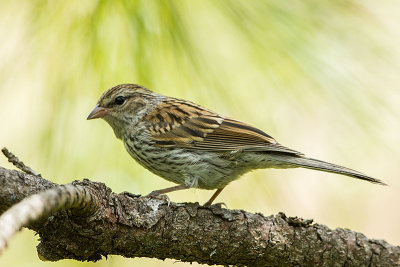 Chipping Sparrow juvenile