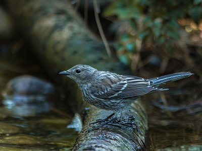 Audubon's Warbler juvenile