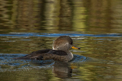 Hooded Merganser