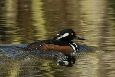 Hooded Merganser