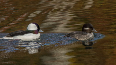 Bufflehead pair