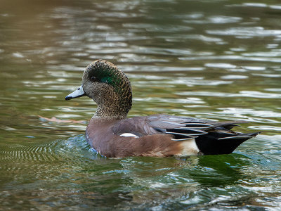 American Wigeon